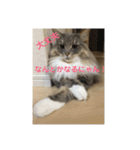 悩みを聞いてあげる猫、 ラムにゃん（個別スタンプ：13）