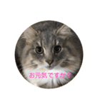 悩みを聞いてあげる猫、 ラムにゃん（個別スタンプ：14）