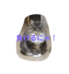 悩みを聞いてあげる猫、 ラムにゃん（個別スタンプ：15）