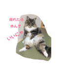 悩みを聞いてあげる猫、 ラムにゃん（個別スタンプ：16）