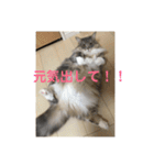 悩みを聞いてあげる猫、 ラムにゃん（個別スタンプ：17）