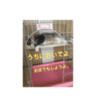 悩みを聞いてあげる猫、 ラムにゃん（個別スタンプ：18）