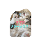 悩みを聞いてあげる猫、 ラムにゃん（個別スタンプ：19）