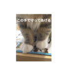 悩みを聞いてあげる猫、 ラムにゃん（個別スタンプ：20）
