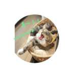 悩みを聞いてあげる猫、 ラムにゃん（個別スタンプ：21）