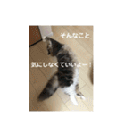 悩みを聞いてあげる猫、 ラムにゃん（個別スタンプ：22）