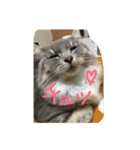 悩みを聞いてあげる猫、 ラムにゃん（個別スタンプ：23）