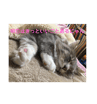 悩みを聞いてあげる猫、 ラムにゃん（個別スタンプ：24）