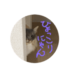 悩みを聞いてあげる猫、 ラムにゃん（個別スタンプ：26）