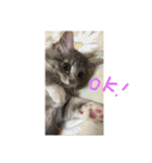 悩みを聞いてあげる猫、 ラムにゃん（個別スタンプ：28）