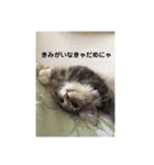悩みを聞いてあげる猫、 ラムにゃん（個別スタンプ：29）