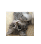 悩みを聞いてあげる猫、 ラムにゃん（個別スタンプ：30）
