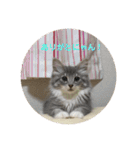 悩みを聞いてあげる猫、 ラムにゃん（個別スタンプ：31）