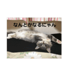 悩みを聞いてあげる猫、 ラムにゃん（個別スタンプ：32）