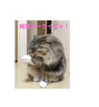 悩みを聞いてあげる猫、 ラムにゃん（個別スタンプ：33）