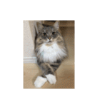 悩みを聞いてあげる猫、 ラムにゃん（個別スタンプ：35）