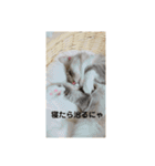 悩みを聞いてあげる猫、 ラムにゃん（個別スタンプ：36）