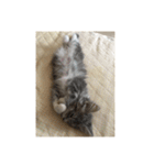 悩みを聞いてあげる猫、 ラムにゃん（個別スタンプ：37）