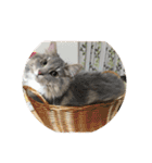悩みを聞いてあげる猫、 ラムにゃん（個別スタンプ：38）