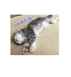 悩みを聞いてあげる猫、 ラムにゃん（個別スタンプ：39）
