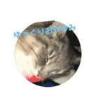 悩みを聞いてあげる猫、 ラムにゃん（個別スタンプ：40）