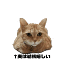 我が家の猫様③萌えandすず（個別スタンプ：1）