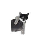 我が家の猫様③萌えandすず（個別スタンプ：2）