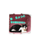 我が家の猫様③萌えandすず（個別スタンプ：4）