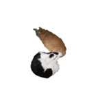 我が家の猫様③萌えandすず（個別スタンプ：5）