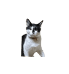 我が家の猫様③萌えandすず（個別スタンプ：8）