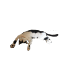 我が家の猫様③萌えandすず（個別スタンプ：10）