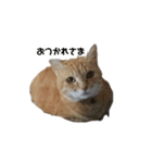 我が家の猫様③萌えandすず（個別スタンプ：11）
