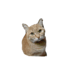 我が家の猫様③萌えandすず（個別スタンプ：12）