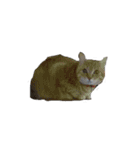 我が家の猫様③萌えandすず（個別スタンプ：13）