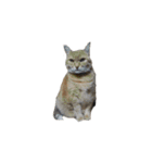 我が家の猫様③萌えandすず（個別スタンプ：14）