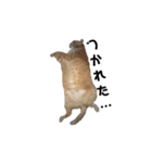 我が家の猫様③萌えandすず（個別スタンプ：15）