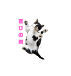 我が家の猫様③萌えandすず（個別スタンプ：16）