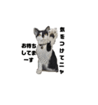 我が家の猫様③萌えandすず（個別スタンプ：18）