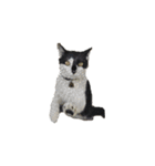 我が家の猫様③萌えandすず（個別スタンプ：19）