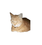 我が家の猫様③萌えandすず（個別スタンプ：20）