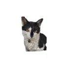 我が家の猫様③萌えandすず（個別スタンプ：21）