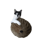 我が家の猫様③萌えandすず（個別スタンプ：23）