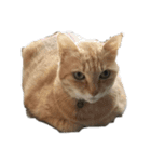 我が家の猫様③萌えandすず（個別スタンプ：24）