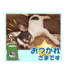 チワワのモコ＆ニコ（個別スタンプ：1）