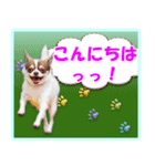 チワワのモコ＆ニコ（個別スタンプ：2）