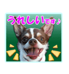 チワワのモコ＆ニコ（個別スタンプ：3）