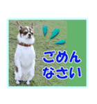 チワワのモコ＆ニコ（個別スタンプ：4）