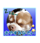 チワワのモコ＆ニコ（個別スタンプ：5）