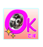 チワワのモコ＆ニコ（個別スタンプ：6）