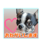 チワワのモコ＆ニコ（個別スタンプ：7）